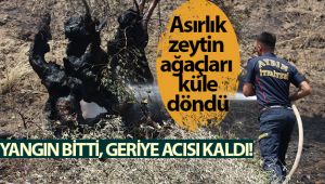 Yangın bitti, geriye acısı kaldı! Asırlık zeytin ağaçları küle döndü