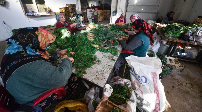 Antalya'da kadınlar yoğun mesai ile yapıyor! Hollanda, Almanya ve İngiltere dahil 20’den fazla ülkeye gönderiliyor