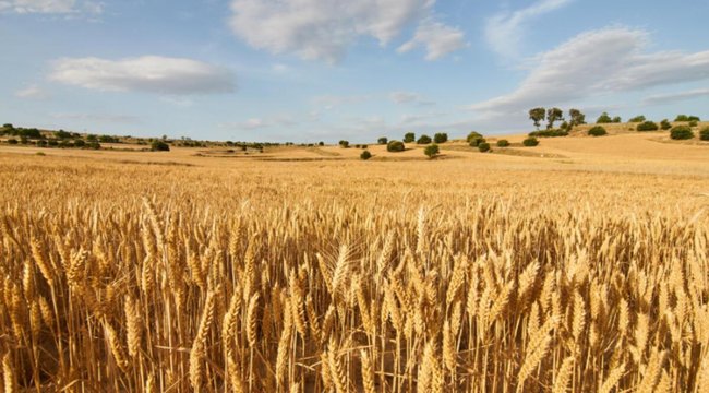 Buğday fiyatları 9,5 yılın zirvesinde