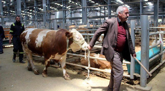 Kurban Bayramı öncesi satıcılar hayvan pazarında yerini aldı