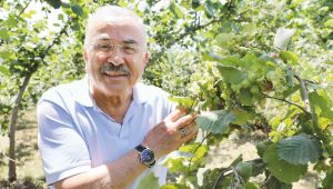 Fındık savaşında soruşturma aşaması