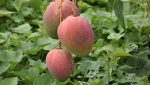 Üreticiler Mango'ya yöneldi