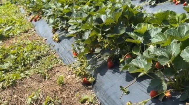 Çiftçiler devlet destekli çilek bahçesi kurup üretime geçti